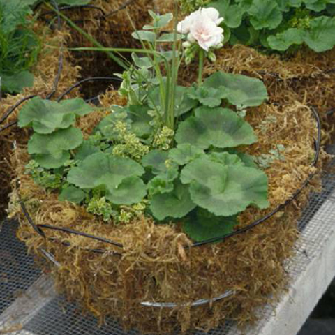 http://aggie-horticulture.tamu.edu/floriculture/hanging-basket/containers/Basket1.jpg